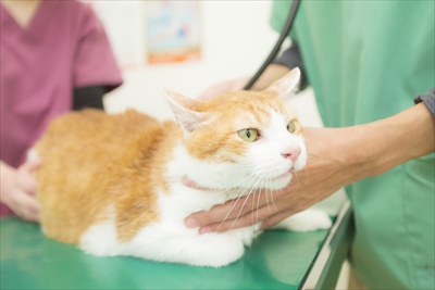 避妊手術による猫の乳腺腫瘍の予防効果