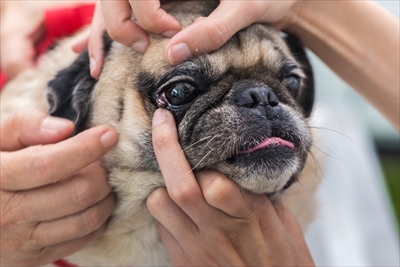 犬のフィラリアについて